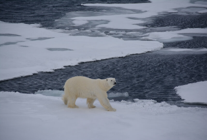 Around Spitsbergen - In the realm of Polar Bear & Ice